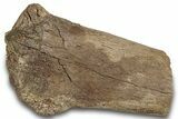 Hadrosaur (Edmontosaurus) Chevron Bone Section - Wyoming #265705-1